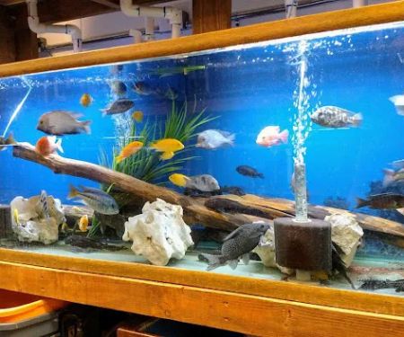 Texas Aquatics