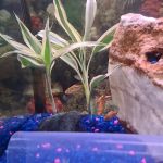 House Of Tropical Fish