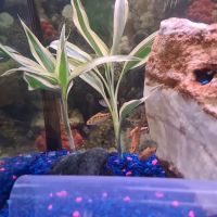 House Of Tropical Fish ico
