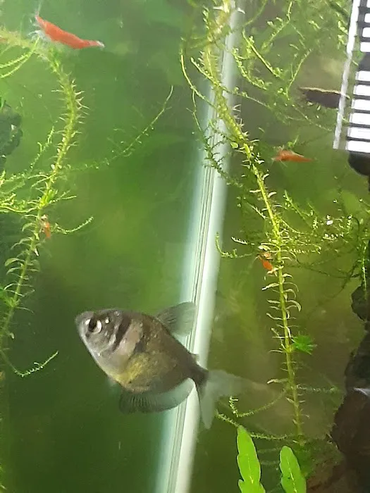 House Of Tropical Fish Picture 4