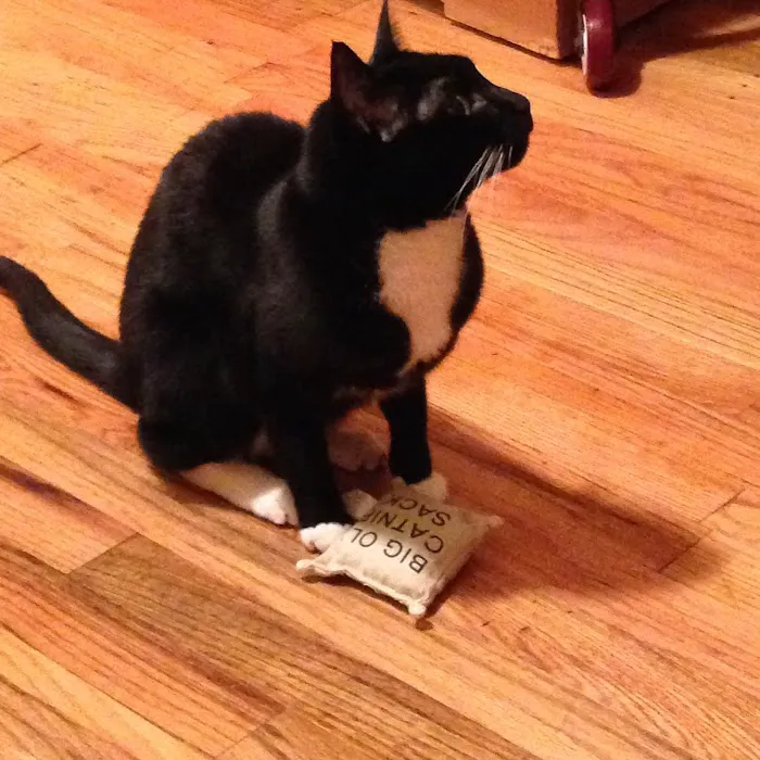 Crown Heights Animal Hospital Picture 1