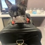 Franklin Ave Animal Hospital