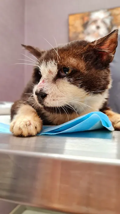 Franklin Ave Animal Hospital Picture 2