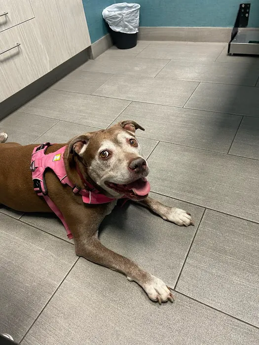 Franklin Ave Animal Hospital Picture 6