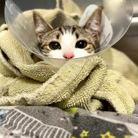 All Creatures Veterinary Hospital of Brooklyn ico