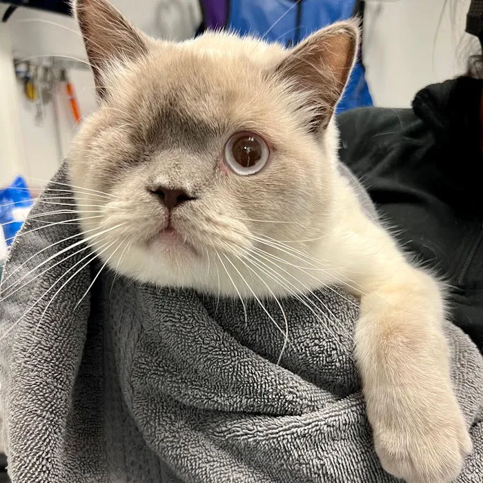 All Creatures Veterinary Hospital of Brooklyn Picture 4
