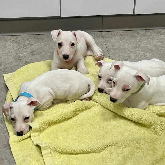 All Creatures Veterinary Hospital of Brooklyn Picture 8
