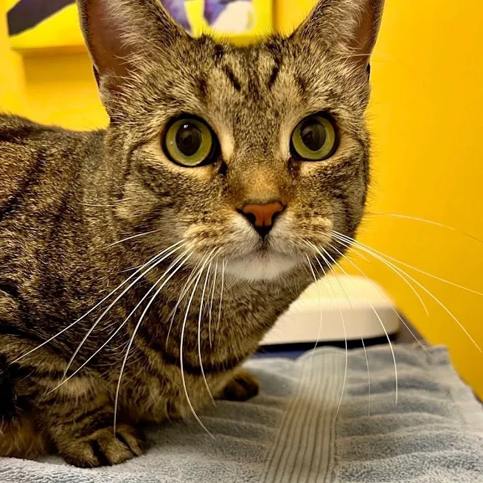 All Creatures Veterinary Hospital of Brooklyn Picture 9