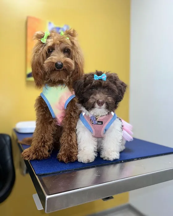 All Creatures Veterinary Hospital of Brooklyn Picture 10