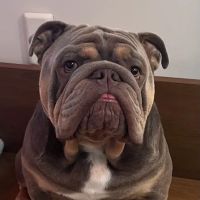 Heart of Chelsea Veterinary Group - Prospect Heights ico