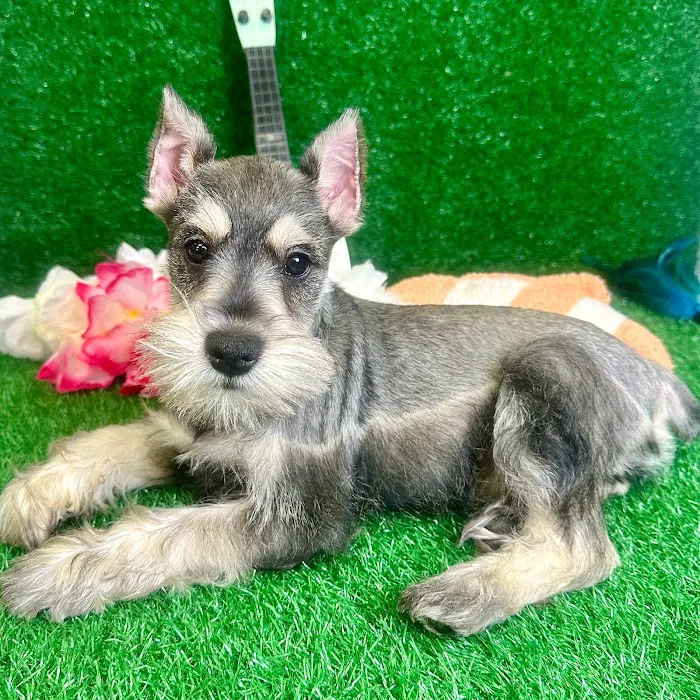 Puppy Dreams - North Richland Hills Picture 4