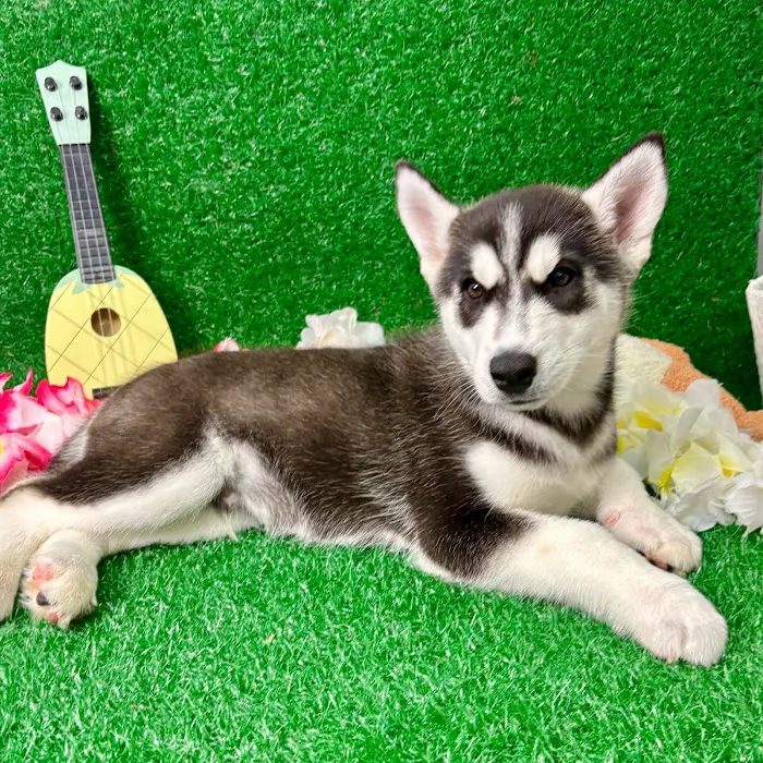 Puppy Dreams - North Richland Hills Picture 6