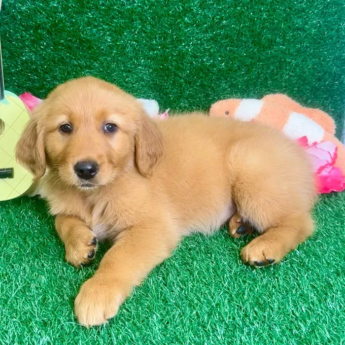 Puppy Dreams - North Richland Hills Picture 8