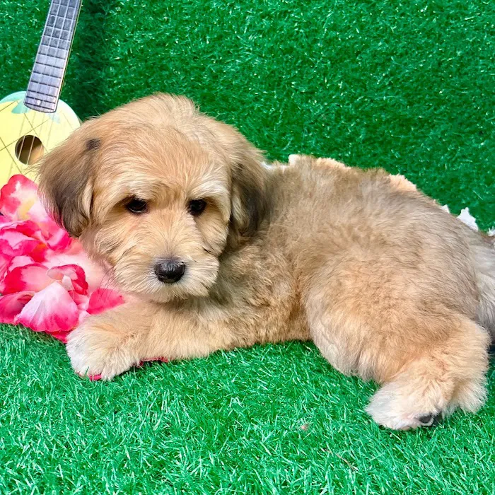 Puppy Dreams - North Richland Hills Picture 7