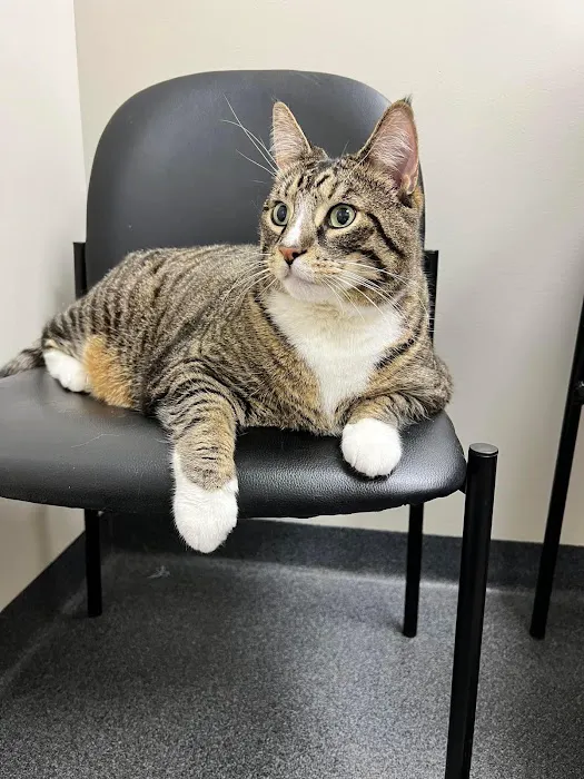 Town & Country Veterinary Services, PC Picture 6