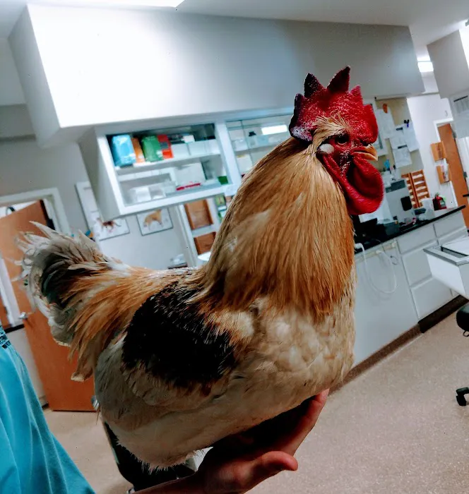 Southtown Veterinary Hospital Picture 1