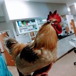 Southtown Veterinary Hospital