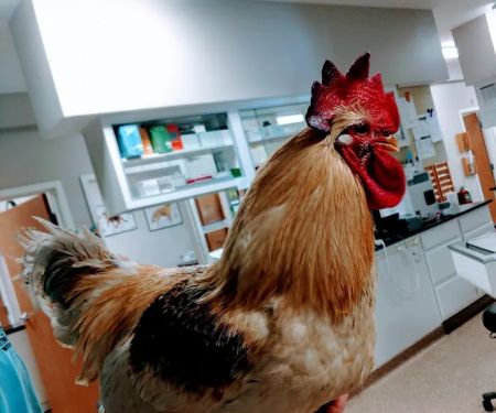 Southtown Veterinary Hospital