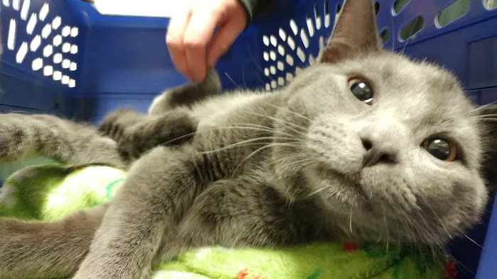 Southtown Veterinary Hospital Picture 5