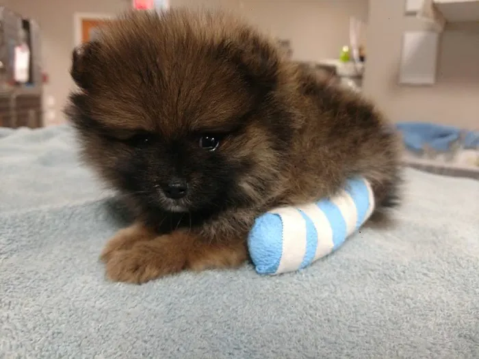 Southtown Veterinary Hospital Picture 8