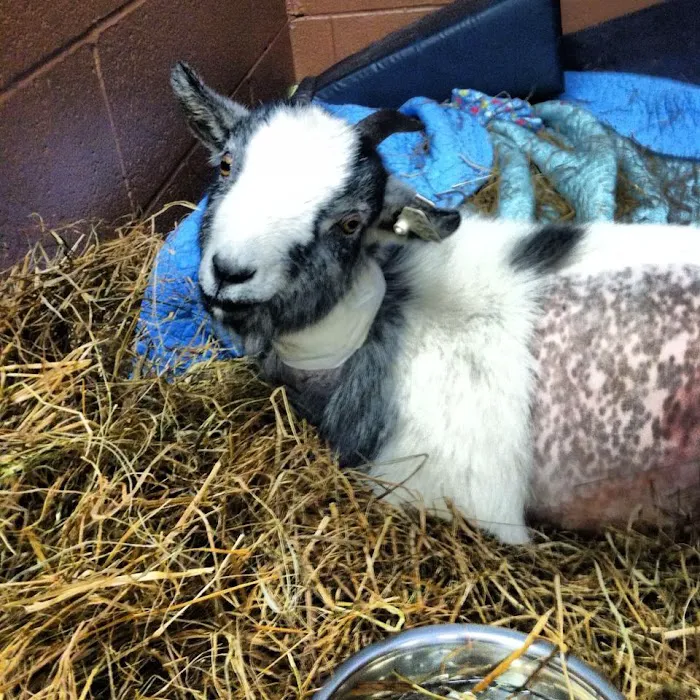 Southtown Veterinary Hospital Picture 6