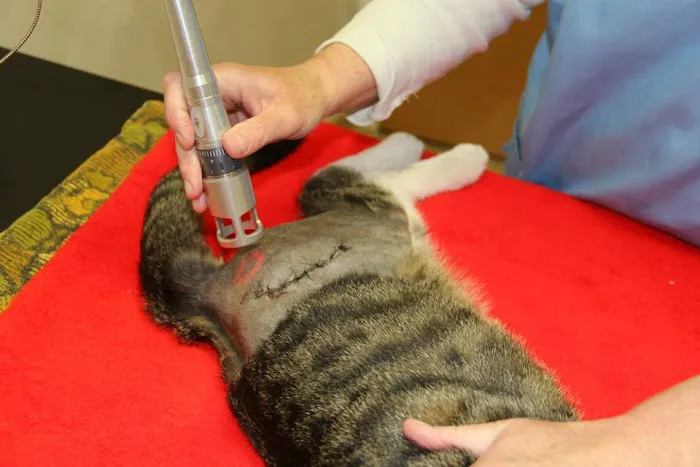 Southtown Veterinary Hospital Picture 10