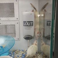 Petco ico