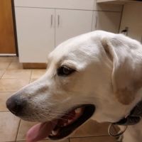 Ramsey Veterinary Hospital ico