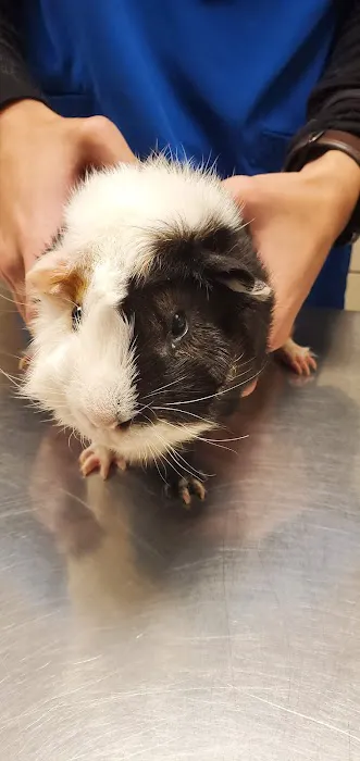 Ramsey Veterinary Hospital Picture 6