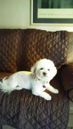 Pet Village Picture 10
