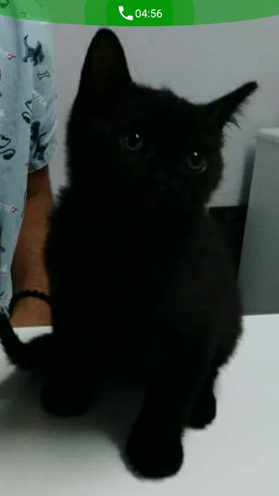 Spring Valley Animal Hospital Picture 6