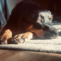 Vantage Veterinary Surgery ico