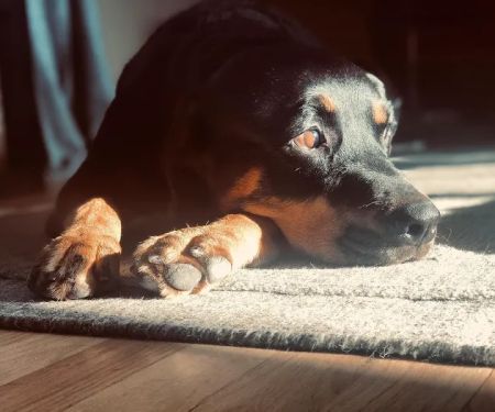 Vantage Veterinary Surgery