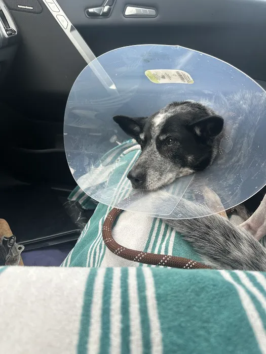 Vantage Veterinary Surgery Picture 5