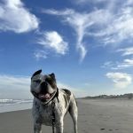 Our House Call Vet (Veterinarian)