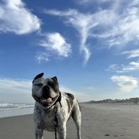 Our House Call Vet (Veterinarian) ico