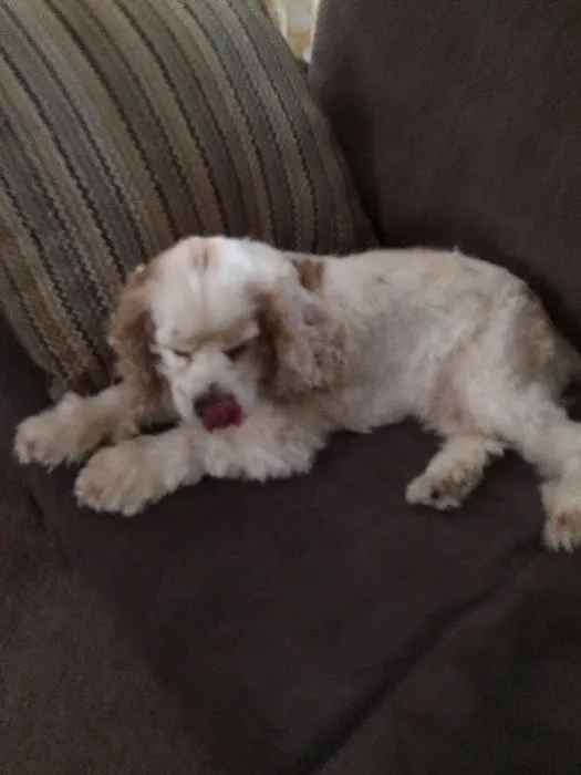 Our House Call Vet (Veterinarian) Picture 10