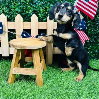 Puppy Dreams - Mansfield ico
