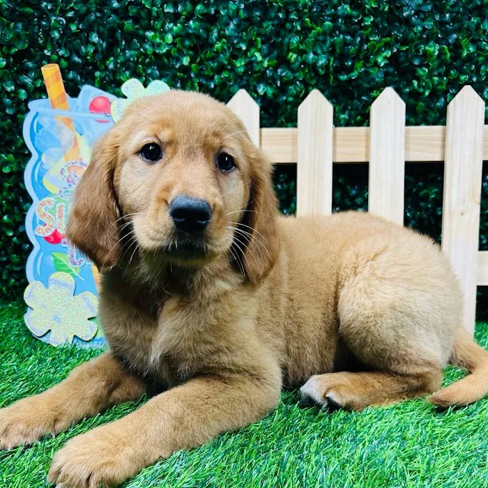 Puppy Dreams - Mansfield Picture 4