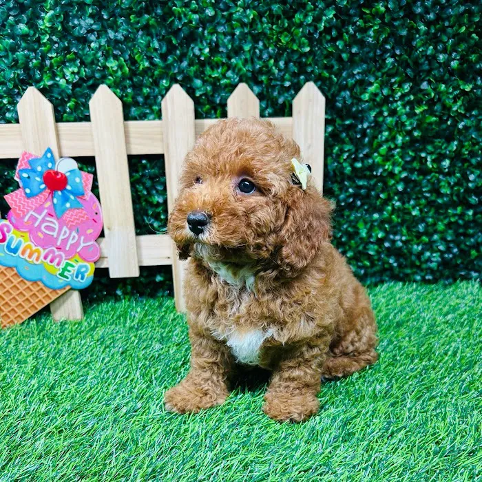 Puppy Dreams - Mansfield Picture 7
