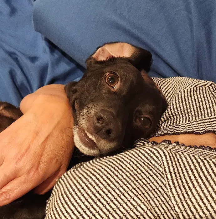 Montvale Animal Hospital Picture 8