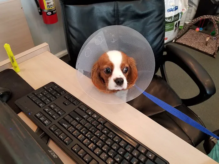 Montvale Animal Hospital Picture 9
