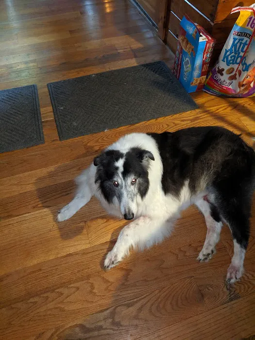 VCA Pine Bush Animal Hospital Picture 7