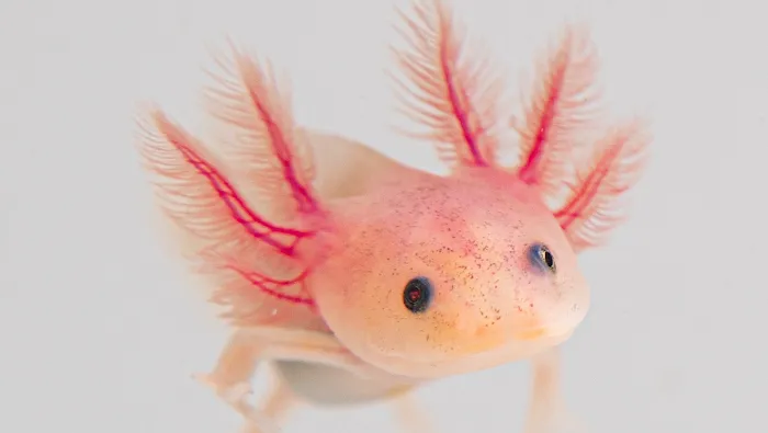 Axolotl Planet Picture 3