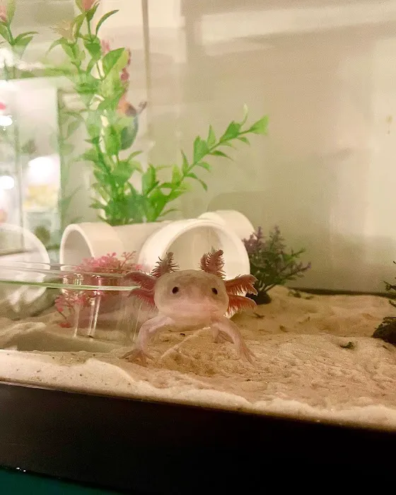 Axolotl Planet Picture 5