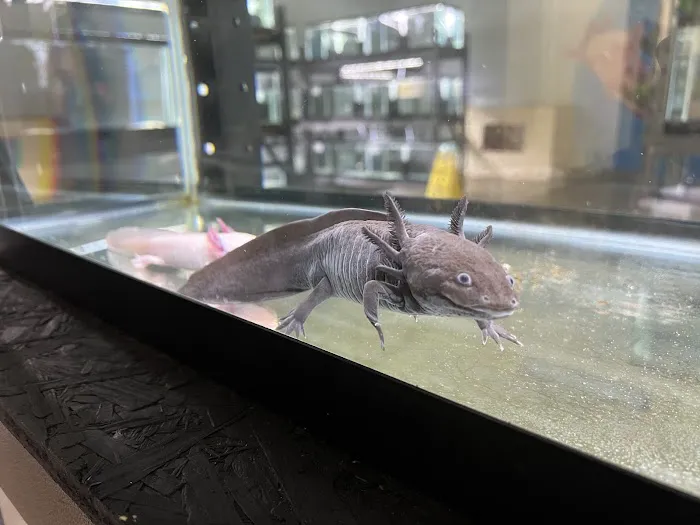 Axolotl Planet Picture 4