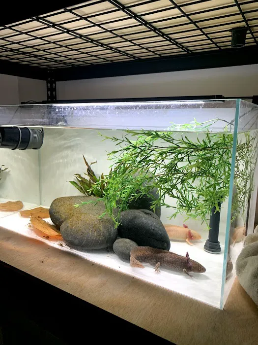 Axolotl Planet Picture 7