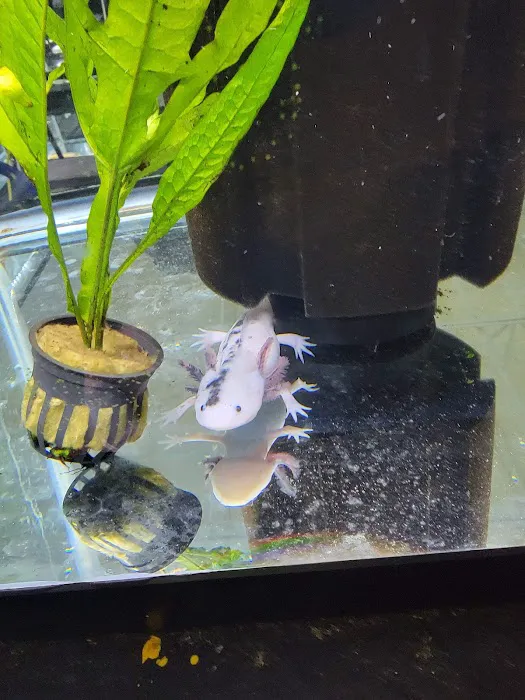 Axolotl Planet Picture 8