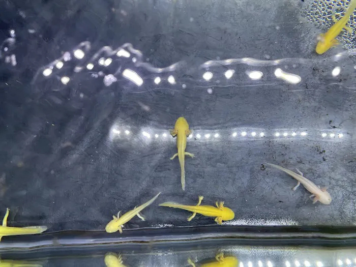 Axolotl Planet Picture 9