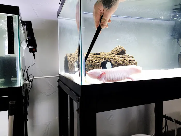 Axolotl Planet Picture 10